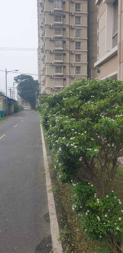 The image depicts a street scene in Chor Sahapur, Bangladesh. A paved road with yellow lane markings curves towards the background, bordered on the right by a dense green bush with white flowers. On the left side of the road, there are utility poles and a low building with a covered area. Further back, a large tree is visible, and beyond that, a white van is parked. Dominating the right side of the frame is a tall, multi-story apartment building with numerous windows and air conditioning units visible on its facade. The sky is overcast, suggesting a cloudy day. No people are visible in the frame.