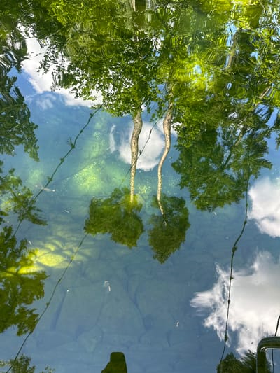 The image captures a reflection on the surface of a body of water, likely in Gribovo, Russia. The water is clear enough to reveal the rocky bottom and aquatic vegetation. The dominant elements in the reflection are lush green trees and white clouds against a blue sky. Two tree trunks, their reflections distorted by the water's surface, are prominent in the upper center. A thin, dark rope, possibly a fishing line or a buoy marker, stretches diagonally across the frame. The overall impression is one of natural beauty and tranquility.