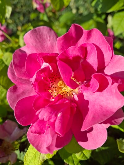 This media file is a close-up, eye-level, medium shot of a vibrant pink rose in full bloom. The rose is the central subject, with its petals unfurling to reveal a cluster of golden stamens at its center. The petals are a rich, saturated pink, with some areas appearing almost fuchsia due to the lighting. The texture of the petals is soft and delicate, with gentle curves and folds.

The background is a blur of lush green foliage, suggesting the rose is part of a garden or natural setting. The green leaves are out of focus, drawing the viewer's attention to the sharp detail of the rose. The lighting suggests it is daytime, with sunlight illuminating the petals and creating soft shadows, highlighting the flower's dimensionality. The overall mood is serene and natural, emphasizing the beauty of the flower. There are no people, visible text, or specific location cues within the image itself, beyond the general impression of an outdoor garden. However, given the location context of Ząbki, Poland, it is likely a rose bush in a residential garden or park in that area. The weather appears to be clear and sunny, conducive to the blooming of flowers.