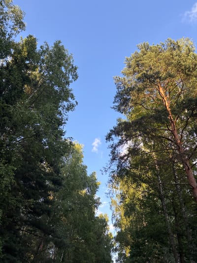 The image is an upward-facing shot of tall trees with green foliage against a clear blue sky. On the left side, there are dense deciduous trees, likely birches, with their characteristic white bark visible in some areas. The right side is dominated by a large pine tree with reddish-brown bark and dark green needles. The sun is setting or rising, casting a warm glow on the pine tree and illuminating the leaves of the deciduous trees. A few small white clouds are scattered in the sky. The image appears to be taken in a natural setting, possibly a forest or park, in the village of Shevlyagino, Russia, given the context provided. There are no people or animals visible in the frame.