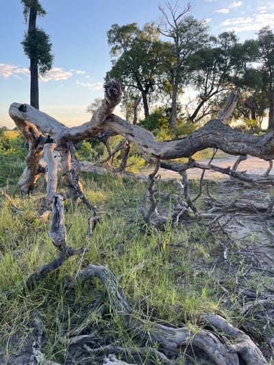 The image depicts a ground-level view of a dry, weathered tree trunk with exposed roots and branches. The scene is located in Lobilos, Botswana. Green grass grows around the base and roots of the tree. In the background, additional trees and vegetation can be seen. The sky is visible with a mix of blue and clouds. The light suggests either sunrise or sunset. No people or animals are visible.