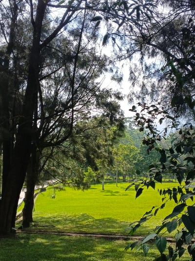 The image presents a serene natural landscape, likely a park or a large garden, viewed from behind a dense foreground of trees and foliage. Tall, dark tree trunks and branches, possibly pine or conifer, frame the left and top portions of the scene, creating a natural archway. These foreground trees are heavily shadowed, with sunlight filtering through their canopies and bare branches, silhouetting them against a bright, hazy sky. Some distinctive pods or seed cases are visible hanging from branches in the upper part of the frame.
In the middle ground, a wide, vibrant green lawn extends across the view, meticulously mown and basking in sunlight. Scattered across this grassy expanse are several other trees with lighter green leaves, casting long shadows that suggest either early morning or late afternoon. A low, curved concrete wall or pathway borders the left side of the lawn, partially obscured by the foreground trees. A faint, light-colored metallic structure, possibly a swing set or an outdoor fixture, can be discerned in the distance on the left side of the field.
The background reveals a gentle rise covered in more lush green trees, suggesting a forested area or distant hills under the bright sky. The weather appears clear and sunny. No people or specific activities are visible, emphasizing the tranquility of the natural setting. There is no visible text in the image. This peaceful park scene is located in Leuro, Timor-Leste.