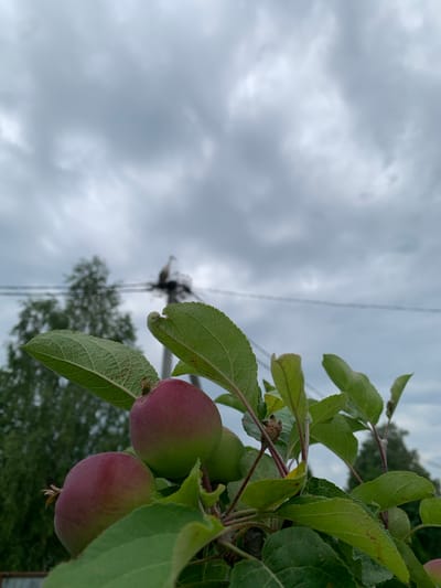 A close-up, low-angle shot captures a branch of an apple tree with two developing apples in the foreground. The apples are predominantly reddish-pink with some green undertones. Lush green leaves, showing some signs of minor blemishes, surround the fruit. In the mid-ground, a blurred silhouette of a tree and a utility pole with power lines are visible against a cloudy, overcast sky. The background suggests an outdoor, possibly rural or suburban setting in Ivanava, Belarus, given the presence of utility infrastructure and vegetation. No people or animals are present in the frame.