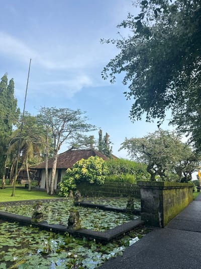 The image presents an outdoor scene in Bedulu, Indonesia, under a clear, light blue sky with minimal cloud cover. In the foreground, a dark gray paved pathway runs along the right edge, appearing damp. It is bordered on the left by a low, rectangular stone wall heavily covered in green moss. To the left of this wall, a large, rectangular lotus pond is visible, segmented by dark stone dividers. The pond's surface is densely covered with green lily pads, among which numerous white lotus blossoms and buds are interspersed. Several moss-covered stone statues, depicting traditional Balinese figures, are positioned along the pond's edges and within its sections.

In the midground, beyond the pond, a well-maintained green lawn extends towards a traditional Balinese-style building. This structure features a prominent reddish-brown tiled roof and light-colored walls, partially obscured by various trees, including tall, slender evergreens and palm trees. Further into the midground and background, dense tropical foliage and additional trees, including a distinctive tree with a gnarled, lighter-colored trunk and sparse leaves, frame the scene. A tall, slender utility pole stands vertically on the far left of the frame. No individuals are present in the scene, and no overt actions or interactions are depicted.