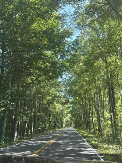 The image shows a two-lane asphalt road passing through a densely wooded area. The road has yellow double solid lines marking the center and white lines marking the edges. Tall trees with lush green foliage line both sides of the road, forming a canopy that casts shadows on the asphalt. The sky is visible through the leaves and appears to be clear and blue. The scene suggests a rural or park-like setting, possibly within or near Spotsylvania Courthouse, United States, given the context. There are no people or vehicles visible in the immediate foreground or on the road, giving a sense of solitude. The lighting indicates it is daytime, likely late morning or afternoon, with sunlight filtering through the trees.