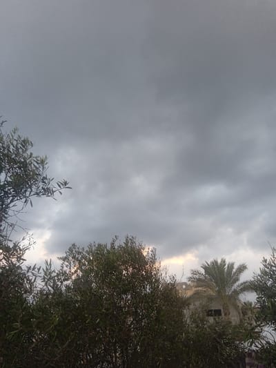 The image displays an outdoor scene in Al-Mawasi, Palestinian Territories, under a predominantly overcast sky. The upper two-thirds of the frame are occupied by dense, gray stratocumulus clouds, with a brighter, yellowish-white light source or reflection visible near the lower edge of the cloud cover, towards the center-right. The bottom third of the image is filled with green foliage. Branches with small, elongated leaves, consistent with olive trees, are visible on the far left and forming a dense bush-like mass across the central foreground. A palm tree with visible fronds stands on the right side, rising above other vegetation. Behind the central foliage and to the right, a light-colored building structure with a textured facade and a single dark, rectangular opening is partially visible. No individuals, animals, or specific actions are depicted. The lighting is diffused, indicating an overcast condition.
