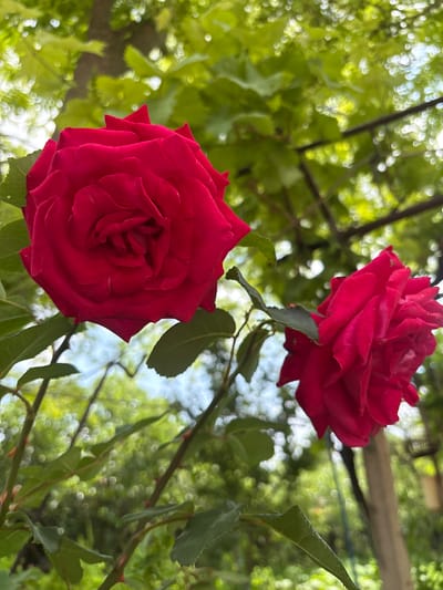 This image features two vibrant red roses, captured from a low angle looking upwards towards the sky and foliage. Both roses are in full bloom, displaying rich, deep crimson petals that appear velvety. The larger rose is positioned prominently in the lower left quadrant, while the second, slightly smaller rose is visible in the upper right, partially framed by its green leaves and thorny stems.
The background is a soft, highly blurred expanse of green foliage, creating a bokeh effect with numerous bright, circular light reflections. These luminous spots suggest direct or dappled sunlight filtering through the leaves, indicating a bright daytime setting. The extensive blurring of the background isolates the roses, drawing the viewer's attention to their intricate details and rich color.
Green leaves and slender stems, some bearing small thorns, are visible around the roses, grounding them within their natural environment. The image evokes a sense of natural beauty and tranquility, characteristic of a flourishing garden or outdoor space. This scene was captured in Kramolin, Bulgaria. No visible text is present in the media file.