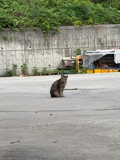 A tabby cat sits on a paved surface in front of a textured concrete wall covered in greenery. Behind the wall, a structure with a clear plastic covering and yellow crates is visible. The environment appears to be an outdoor industrial or storage area in Hwaseong-si, South Korea.