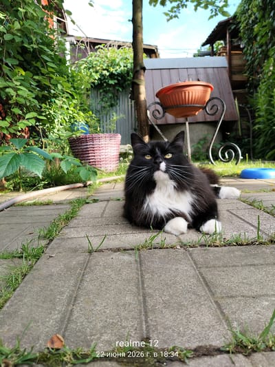 A fluffy black and white cat with yellow eyes is lying on a paved pathway in a backyard. The cat is in the foreground, facing the camera with a calm expression. Its front paws are tucked beneath it, and its hind legs are splayed out. The pathway is made of rectangular concrete slabs with grass growing between them.
In the background, there is lush green foliage, a woven basket, a tree, and a wooden structure with a red planter on a decorative metal stand. Sunlight filters through the leaves, suggesting it is daytime. The overall setting appears to be a garden or backyard in Russia, specifically in the Авиатор Снт area.
The image also contains overlaid text at the bottom: "realme 12" and "22 июня 2026 г. в 18:34". This indicates the device used to take the photo and the date and time.