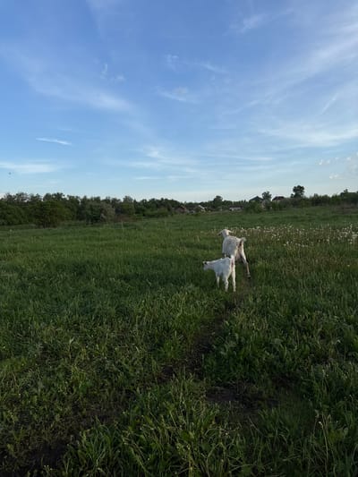 The image shows a landscape in Ленино, Russia. The sky is blue with wispy clouds. A field of green grass interspersed with dandelion seed heads stretches across the frame. Two goats, one larger and one smaller, are standing in the grass. There are trees and buildings in the distance.