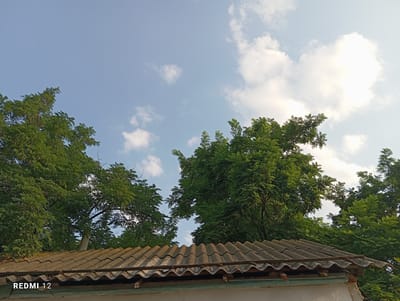 The image captures an outdoor scene with a focus on the sky and the tops of trees, with a portion of a weathered roof in the foreground. The sky is a clear blue with scattered white clouds, suggesting a daytime setting, likely late afternoon or early evening due to the soft lighting. The trees are lush and green, with dense foliage, indicating a warm season. The roof appears to be made of corrugated material, showing signs of age and weathering, with a few wooden supports visible underneath. The overall impression is one of a rural or suburban setting, possibly in a location with ample greenery. There is no discernible activity or event taking place; the image seems to be a still observation of the environment.
Visible text in the image includes "REDMI 12" in the bottom left corner, indicating the device used to capture the photo. No people are present in the frame. The location context provided is Semetey, Kyrgyzstan, which aligns with the natural elements and rustic appearance of the roof. The mood conveyed is peaceful and serene, characterized by the natural beauty of the sky and trees.