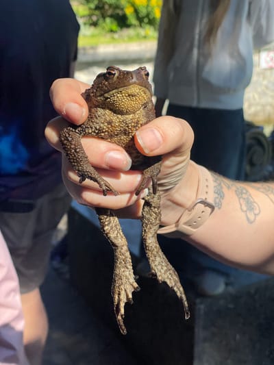 A person's hand, wearing a pale pink watch and a light-colored glove, is holding a brown toad. The toad is positioned horizontally, with its head to the left and its legs splayed outwards. Its skin is bumpy and textured with a mottled brown and tan coloration. Its eyes are dark and appear to be looking slightly upwards. The person's fingers are wrapped around the toad's body, and its webbed feet are visible. The background is blurred, but appears to be an outdoor setting with green foliage and some light-colored structures. The lighting suggests it is daytime, with the sun casting shadows. The person's arm has a tattoo of a flower on it. There is no visible text in the image.