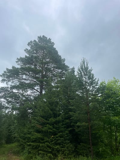 The image depicts a cluster of trees against an overcast sky. The orientation of the image is vertical, with the sky occupying the upper left portion and the trees filling the rest of the frame, extending from the bottom upwards.
The subjects are primarily evergreen trees, with what appears to be pine trees dominating the foreground and midground. Their needles are a deep green, and their branches spread wide, some reaching towards the sky. There are also some deciduous trees visible, their leaves a lighter green, in the upper right portion of the image. The branches of these trees are dense and overlapping, creating a lush, forest-like appearance.
The scene is a natural setting, likely a forest or a wooded area. The sky is a uniform light gray, suggesting a cloudy or possibly foggy day. There are no people or animals visible. The lighting is soft and diffused, typical of an overcast day. The time of day is not clearly indicated, but the diffused light suggests it could be daytime. There are no prominent objects other than the trees, and no visible text.
The overall mood of the image is calm and serene, with a focus on the natural beauty of the trees and the subdued atmosphere created by the weather. The dense foliage suggests a temperate climate. Given the location context of Protasy, Russia, the image likely represents a typical natural landscape found in that region, particularly during seasons with moderate cloud cover.