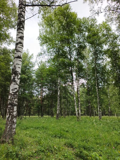 A low-angle medium shot captures a vibrant forest scene. In the foreground, a prominent birch tree stands to the left, its white bark with dark markings contrasting against the lush green grass and foliage. The ground is covered in a dense carpet of various grasses and wildflowers, some of which are small and white, others featuring hints of pink and yellow. Behind the foreground tree, a dense forest stretches into the distance, comprised primarily of birch and pine trees with their leaves forming a rich green canopy. The sky above is overcast and bright, allowing for even lighting throughout the scene. There are no people or animals present in the image. The location is identified as being in the city of Urtiushka, Russia.
