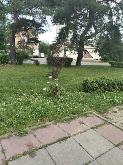 The image depicts a street scene in Nevzorovo, Russia. In the foreground, a paved walkway made of reddish and gray square tiles runs diagonally from the bottom right corner. Green grass with scattered small white flowers grows along the edge of the walkway and extends into a larger grassy area. A small bush with pink flowers is visible in the middle ground. Behind the grassy area, a paved road is visible with two white vans parked on it. Further in the background, there are trees, a building with a light-colored facade and windows, and another building with a decorative diamond pattern on its exterior wall. A person is walking near the building with the diamond pattern. The overall environment appears to be an urban or suburban setting on a cloudy day.