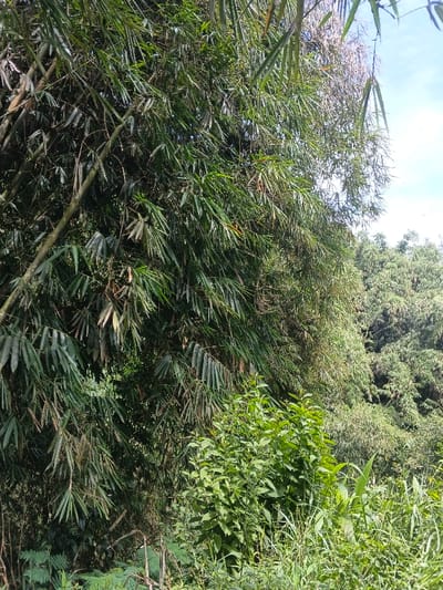 Lush green vegetation dominates the scene, featuring bamboo stalks with dense leaves. Other trees and foliage fill the background, extending into the middle ground. The sky is partially visible in the upper right corner, hinting at a bright, possibly sunny day. The composition suggests a natural environment, likely a forest or jungle setting. Grasses and smaller plants fill the lower part of the frame, adding to the sense of dense plant life.