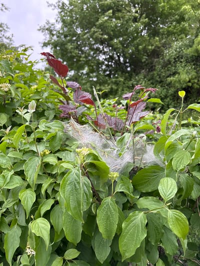 The image depicts a close-up view of plant life. Predominantly, green-leafed plants fill the right side of the frame. Intermixed with the green foliage is a separate plant with red leaves. A spider web is draped across some of the green leaves. The background is out of focus, revealing a dense area of green trees. No people are visible. It is unknown whether the location in Vandœuvres, Switzerland.