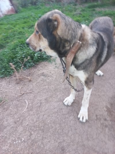 The image displays a large dog standing outdoors on dirt ground in Akhaltskaro, Georgia. The animal exhibits a coat of tan, dark brown, and white fur, with prominent white paws. A dark collar is fitted around its neck, from which a metal chain extends downwards. The dog faces left, its gaze directed forward and slightly downward. The foreground consists of bare earth with scattered dry plant matter. To the left and rear, a patch of green grass and foliage is visible, with an indistinct, light-colored structure partially obscured in the upper left background. No human figures are present.
