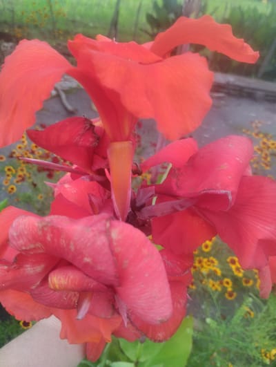 This is a close-up, vertical, outdoor photograph taken in Bandza, Georgia, focusing on a cluster of vibrant red Canna lilies. The flowers dominate the frame, with their large, petal-like structures unfurling and overlapping. The background is blurred, showing green foliage and smaller yellow flowers, suggesting a garden or natural setting. A human hand, light-skinned, is visible on the left side of the image, gently supporting the flowers. The lighting appears natural, casting soft shadows and highlighting the texture and rich color of the lilies. The overall impression is one of natural beauty and close observation of the floral subject.
