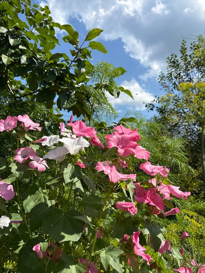 This is a close-up, eye-level, outdoor shot of pink and white flowers in a garden setting. The flowers are blooming profusely with several open blooms and some buds. The leaves are large and green. In the background, there are more green leaves from trees and some delicate, feathery plants with small yellow flowers. The sky above is blue with white, fluffy clouds. A single insect is visible in flight in the upper right quadrant of the image. The image appears to be taken in Khukhryata, Russia, based on the prompt. There are no people or animals visible in the scene.