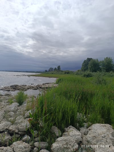 A wide shot of a rocky shoreline with tall green grass bordering a body of water under a cloudy sky. In the foreground, large light-colored rocks are scattered along the edge of the water, with patches of grass growing between them. The water is choppy with sunlight reflecting off its surface. Further back, the grass grows densely, forming a lush green bank. In the distance, trees line the horizon, with mountains visible beyond them. The sky is overcast with heavy gray clouds. The date and time stamp "20.06.2026 16:09" is visible in the lower right corner of the image. The scene depicts a natural landscape, likely a lake or large river, with no people or identifiable man-made structures other than the implied timestamp.