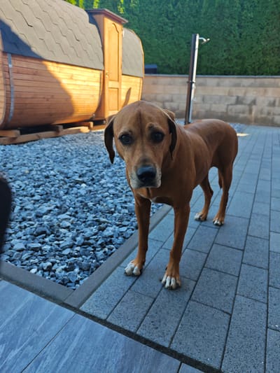 A medium shot captures a brown dog standing on a paved patio, looking directly at the camera. The dog has a muscular build and short, smooth fur. Its ears are flopped down, and its eyes are dark and expressive. The patio is made of large, grey rectangular pavers, bordered by a strip of smaller grey stones.
In the background, to the left, is a wooden barrel sauna. The sauna is made of light-colored wood with dark grey roof shingles. Sunlight casts a diagonal shadow across the sauna's surface. Behind the sauna, a dark object, possibly a piece of outdoor furniture, is partially visible.
Further back, to the right, is a brick wall and a tall, thin metal pole with a curved attachment, possibly a showerhead. Behind the wall, a dense green hedge forms a backdrop. The scene suggests an outdoor living space, possibly a backyard, with a mix of natural and constructed elements. The lighting indicates it is daytime, likely late afternoon or early evening, given the warm, angled sunlight. The dog's direct gaze and relaxed posture suggest it is comfortable and aware of its surroundings. There is no visible text in the image. The location context provided is Fürstenwald, Germany.