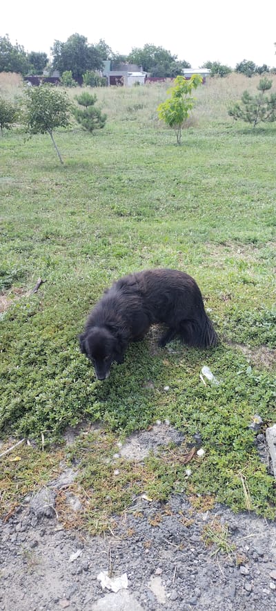 A black, medium-sized dog with shaggy fur is sniffing the ground in a grassy area. The dog is facing downwards and appears to be investigating something in the low-growing green plants and dirt. In the background, there is a sparse landscape with some trees and buildings, suggesting a rural or semi-urban setting. The ground is a mix of grass, dirt, and some debris. The sky is overcast. The image appears to be taken in Novyi Buh, Ukraine, based on the provided context.
