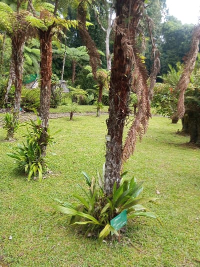 The scene depicts a botanical garden or park located in Pachmarhi, India, during daylight hours. The foreground and mid-ground are dominated by a manicured green lawn. Several tree ferns with rough, reddish-brown trunks and crowns of green fronds are visible, positioned across the grassy area. The central foreground tree fern features a green plant label at its base, inscribed with "Pteris sp. (Plant 1) B.R. - 263", and a smaller, lighter-colored rectangular label is affixed higher on its trunk. Green epiphytic plants grow around the bases of several tree ferns. A winding path, constructed from light-colored stones or paving, traverses the mid-ground. The background consists of dense green foliage and larger trees. In the far left background, a grey structure, potentially steps with a white railing, and a section of green mesh or netting are partially visible amidst the vegetation. No human or animal subjects, or discernible actions, are present.