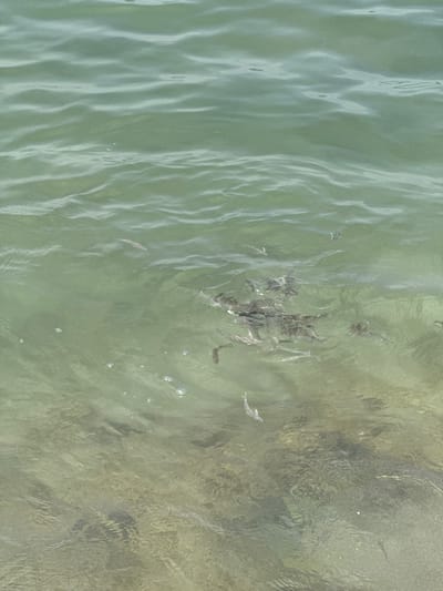The image provides an overhead view of a shallow body of water in Al Fiqait, United Arab Emirates. The water is clear, revealing the sandy or rocky bottom, which transitions in color from lighter green on the left to darker brown and green on the right.
The primary subjects are a school of small fish congregated near the center of the image. Several individual fish are also visible swimming independently across the frame. The activity taking place is the fish swimming and schooling together in the clear, shallow water.
Notable details include the rippled surface of the water, which reflects natural light, suggesting it is daytime and likely sunny. The reflections create patterns of lighter and darker areas on the water. A few small bubbles are also visible on the water's surface, particularly in the lower right portion of the image. There is no visible text in the media file. The overall scene depicts a natural marine environment with active aquatic life.