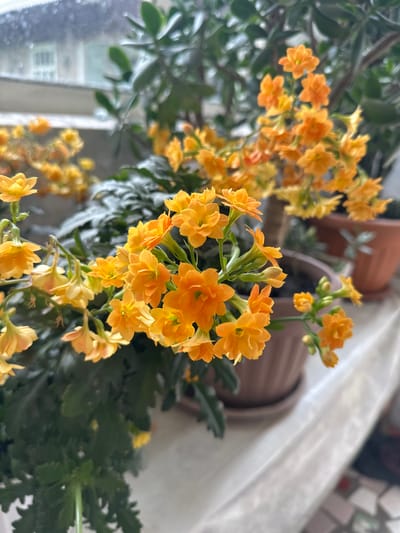 The image depicts a close-up, eye-level view of a flowering plant with vibrant orange blossoms and dark green, serrated leaves. The flowers are clustered in small bunches on thin stems. In the blurred background, another potted plant with larger green leaves is visible, along with terracotta-colored pots. A window with condensation and a hint of an outdoor scene beyond is also present. The plant sits on a windowsill covered with a white, slightly crinkled fabric, beneath which a tiled surface is visible. No people or actions are depicted. The scene appears to be indoors, possibly a home or greenhouse, given the window and the arrangement of plants. The image is static and does not contain any specific geographical markers related to Nookat, Kyrgyzstan.