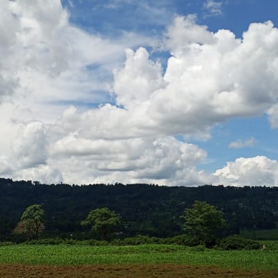 The image depicts a landscape in Keyian ward, Kenya, under a sky filled with white, puffy cumulus clouds against a blue backdrop. The foreground features a field of green crops, possibly maize, bordered by an area of brown soil. A dark, densely forested hill or low mountain range forms the midground, with a few small buildings or houses visible along its slope. Three trees are scattered across the landscape in the foreground. A lone individual appears to be working in the crop field.