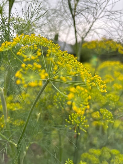 The image shows a close-up view of dill flowers in bloom. The bright yellow flowers are clustered together on thin green stems, with delicate, feathery green leaves surrounding them. The background is out of focus, showing more dill plants and a cloudy sky. There are no people or animals visible in the image. The scene appears to be a garden or field. The image does not provide any information about the city of Gonja, Russia.