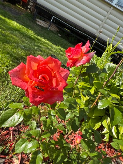 The image displays a close-up view of two vibrant red roses with dew drops on their petals, situated in a garden. In the foreground, a wasp is perched on the larger rose, its body clearly visible with black and yellow stripes. The background reveals a lush green lawn with sunlight casting shadows, a portion of a building with horizontal siding, and what appears to be a garden bed with mulch. The scene is a natural outdoor setting.