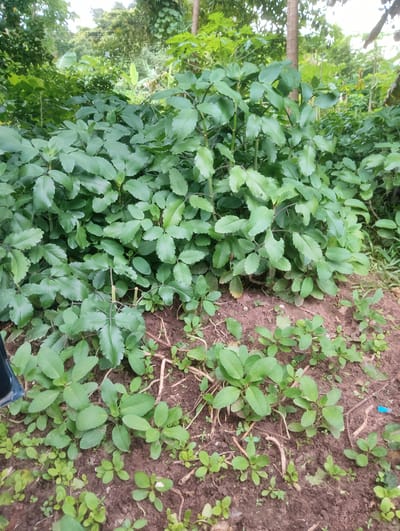 The image depicts a lush, green garden in the city of Onibudo, Nigeria. The foreground is filled with small, young plants with round, light green leaves growing in dark brown soil. Some dried twigs and leaves are scattered on the ground. In the background, a dense cluster of larger plants with broad, dark green leaves dominates the scene. These plants have thick stems and appear to be mature. The background is further softened by a backdrop of various trees and foliage, suggesting a natural, possibly wild, environment. The lighting indicates it is daytime. There are no people or animals visible in the image. The overall impression is one of vibrant growth and natural abundance.