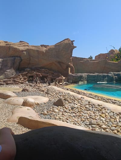 This is an outdoor shot of an artificial penguin habitat, likely at a zoo or similar facility in Tías, Spain, indicated by the Mediterranean-like environment and architecture. The scene is bathed in bright sunlight under a clear blue sky. The foreground is filled with various-sized rocks and pebbles, transitioning to a flat concrete surface. The penguin habitat features a rocky terrain with small artificial caves and a clear pool of turquoise water. Several penguins are seen both on the rocks and in the water. The artificial rocky backdrop includes a prominent formation resembling an animal head and sparse greenery. An arm with a fair complexion appears in the extreme lower left corner, suggesting the picture was taken by a visitor. The scene is absent of any explicit branding or signage to identify the specific location.