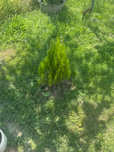 A small, vibrantly green evergreen shrub, likely a cypress or juniper, stands planted in a patch of dark soil. It is surrounded by a lush expanse of green grass, some areas appearing sunlit and others shaded. In the background, the grass continues, with some taller, wilder vegetation visible to the left and a faint outline of a decorative concrete planter in the upper portion of the image. To the right of the shrub, a weathered, rusty metal object is partially embedded in the ground, leaning against a pale green post, suggesting a rustic or unkempt garden setting. The overall scene depicts an outdoor environment, possibly a garden or yard, under bright sunlight. There are no people or animals visible in the image.