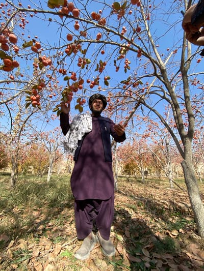 The image depicts an outdoor scene in an orchard located in Bazar-e Panjva'i, Afghanistan, under a clear blue sky. In the foreground, a male subject, appearing to be a young adult, stands smiling and looking directly at the camera. He wears a dark purple tunic and loose trousers, a dark sleeveless vest with a pen clipped to it, a white and black checkered scarf draped over his left shoulder, a dark cylindrical cap, and light-colored casual shoes. His left hand holds a branch laden with multiple round, orange-colored fruits, resembling persimmons. His right hand is raised slightly, palm open. The surrounding environment consists of numerous fruit trees, many with bare branches heavily laden with the same orange fruits, extending into the background. The ground beneath the trees is covered with dry, fallen leaves and sparse patches of green vegetation. Sunlight casts shadows on the ground. In the upper right corner of the frame, a pair of hands, one with a dark sleeve, are visible interacting with another fruit-bearing branch.