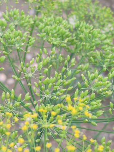 The image is a close-up, shallow depth-of-field photograph of a patch of green dill plants. The dill plants are in the seed-forming stage, with many small, green, oval-shaped seed pods clustered on thin stems that branch out in an umbrella-like fashion. Some tiny yellow flowers are also visible, out of focus, in the foreground and scattered throughout the image, indicating the plants are in bloom or transitioning from flowering to seed production. The background is softly blurred, showing the earthy ground, suggesting an outdoor setting like a garden or field. The lighting is natural and diffused, casting no harsh shadows. No people or animals are present. The scene is devoid of any urban elements, making it impossible to determine a specific location within Жаңы-Абад, Kyrgyzstan, based solely on the visual information. The focus is entirely on the botanical details of the dill plants.
