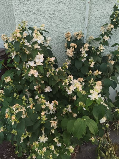 The image shows a dense, overgrown bush with numerous white and cream-colored flowers and dark green leaves. Many of the flowers appear to be wilting or dried, some with brown edges, while others are in full bloom. The bush is positioned against a light blue, textured exterior wall. A thin, vertical white wooden post is attached to the wall to the right of the bush. The ground in front of the bush is dark and appears to be soil or mulch, with some fallen petals scattered on it. The overall impression is that of a garden or yard in a residential setting. The location is stated to be in the city of Pegnitz, Germany.