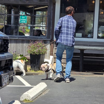 A man in a blue plaid shirt and blue jeans walks a bulldog on a leash in a paved outdoor area. The bulldog is light brown and white and appears to be walking towards the left of the frame. Behind the man and dog is a wooden building with large windows. A sign for "RV PARKING" with an arrow pointing right is visible in one of the windows, as is a red stop sign. In the foreground to the left is the front end of a dark-colored vehicle with a visible license plate that reads "OREGON 25756". The building appears to be a business, possibly a restaurant or shop, located in Cannon Beach, Oregon, United States of America, given the presence of the Oregon license plate and the characteristic coastal architecture. The scene is illuminated by natural daylight, casting shadows on the ground.
