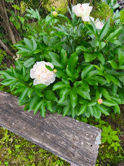 In Dolzhikovo, Russia, a close-up, eye-level shot captures a peony bush with pale pink and white blossoms and numerous green leaves. A weathered, wooden plank occupies the lower left quadrant of the frame, partially obscuring the greenery. A chain-link fence runs across the background, with trees and foliage visible beyond it. No people or animals are present in the scene. The lighting suggests an overcast day.
