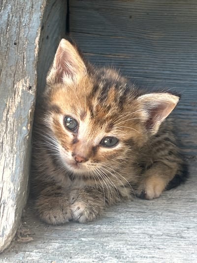 A close-up, eye-level, outdoor shot features a small, tabby kitten resting on a weathered, light-colored wooden surface. The kitten is positioned in the lower right quadrant of the frame, partially tucked into a narrow crevice formed by two wooden structures. The left structure is a rough, vertical piece of wood with a textured, greyish-white surface. The right structure is a blue, horizontally-grained wooden surface that forms the background. The kitten is facing the viewer, with its head tilted slightly to the left. Its fur displays a pattern of brown and black stripes. The kitten's eyes are open and appear to be a light grey color. Its whiskers are long and white, fanning out from its muzzle. Its paws are visible, with the front paws resting on the wooden surface in front of it. The lighting suggests natural daylight, casting soft shadows and highlighting the texture of the wood and the kitten's fur. The overall scene conveys a sense of quiet stillness. The location is identified as Salmanovo, Bulgaria.
