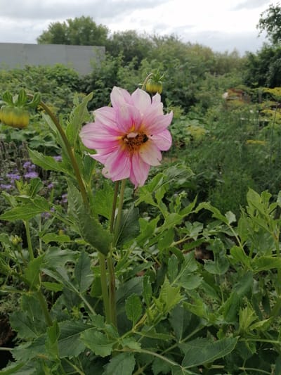 A single, pink and white dahlia flower with a yellow center is in focus in the foreground, with a bee visible on its petals. The dahlia is surrounded by lush green foliage. In the background, a grey fence runs horizontally across the image, behind which are trees and bushes. The sky is overcast with grey clouds. The location is the village of Mylnikovo, Russia.