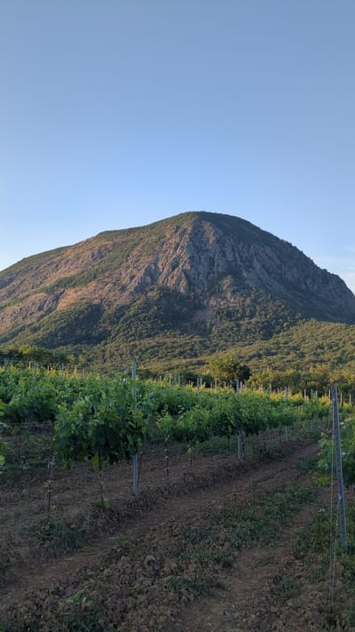 The image shows a vineyard in the foreground with rows of young grapevines stretching into the distance. The vines are supported by poles and wires, and the soil is dark brown and appears somewhat clumpy. Beyond the vineyard, a large, rocky mountain rises steeply, covered in patches of green vegetation and exposed rock faces. The sky above is a clear, pale blue, indicating daylight. The overall scene is natural and rural, with no people or visible human activity other than the vineyard itself. This scene is located in the city of Lavrovoe, Ukraine.
