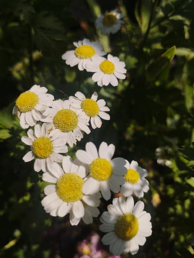 A close-up, high-angle shot captures a cluster of daisies with bright yellow centers and white petals. The flowers are in various stages of bloom, with some fully open and others still partially closed. The background is filled with dark green foliage, suggesting a garden or natural setting. The lighting is dappled, with sunlight filtering through the leaves, creating highlights and shadows on the flowers. There is a faint spiderweb visible between some of the petals. The scene is devoid of any human presence. The location of Baryshivka, Ukraine, is not discernible from the visual information provided in the image.