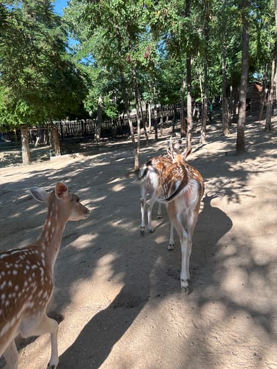 The image shows two deer in an outdoor enclosure with trees and a wooden building in the background. One deer is in the foreground, facing left and looking slightly upwards. It has a light brown coat with white spots. The second deer is further back, facing away from the camera, with its head turned to the right. This deer also has a spotted coat. The ground is dirt and sand, and there are shadows from the trees. A wooden fence is visible behind the deer, and further in the background, a building constructed from logs can be seen. The sky is blue and clear. The scene appears to be a zoo or wildlife park. This location is the Dabnitsa Wildlife Park, located in Dabnitsa, Bulgaria.