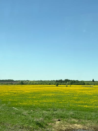 The image depicts a landscape in Совхозный, Russia, featuring a clear, blue sky dominating the left side. To the right, a field of yellow flowers stretches to the horizon, bordered by a line of trees. The foreground shows green grass and some dry vegetation along the edge of the field. No people, actions, or specific interactions are visible.