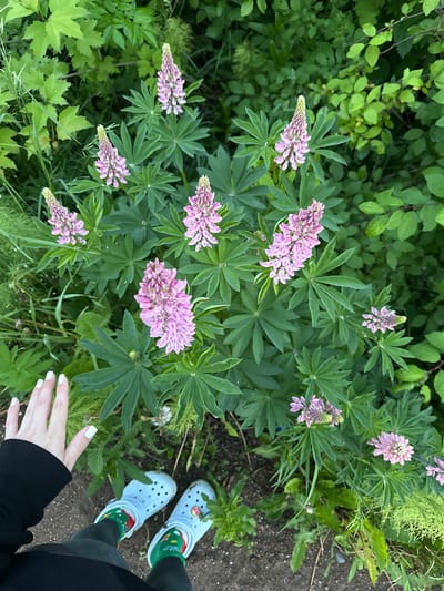 In Zhebrei, Russia, a close-up overhead shot shows a cluster of pink lupine flowers with green leaves. To the left, a person's left hand with white nail polish is visible, resting on a black sleeve. The person is wearing light blue Crocs and green socks with a Christmas pattern. The ground appears to be soil and gravel, with other green foliage in the background.