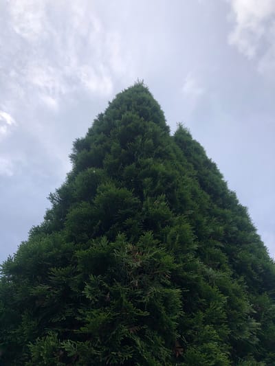 The image shows a low-angle view of a tall, dense evergreen tree against a cloudy sky. The tree's foliage is a deep green, with a conical shape. The sky is overcast with soft, diffused light. The image does not contain any people, specific buildings, or identifiable landmarks that would allow for pinpointing a location within the city of Московский Ветеран Снт, Russia. The scene is natural and depicts a single large tree.