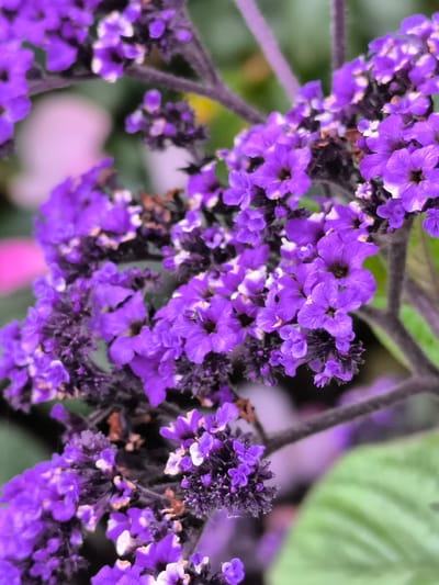 The image displays a close-up, detailed view of vibrant purple flowers, likely a heliotrope variety, blooming in clusters. The flowers have delicate petals and a rich, saturated purple hue. Some of the blooms are fully open, revealing their intricate structures, while others are still in bud. The stems are dark and somewhat fuzzy, contrasting with the softness of the petals. The background is blurred, featuring hints of green foliage and soft, out-of-focus pinkish and purple tones, suggesting a garden or natural setting. There are no people or animals visible in the frame. The image is focused on the natural beauty of the flowers, highlighting their texture and color. The image was taken in the Birch Forest Park in Mosėdis, Lithuania, a location known for its diverse flora and natural landscapes.